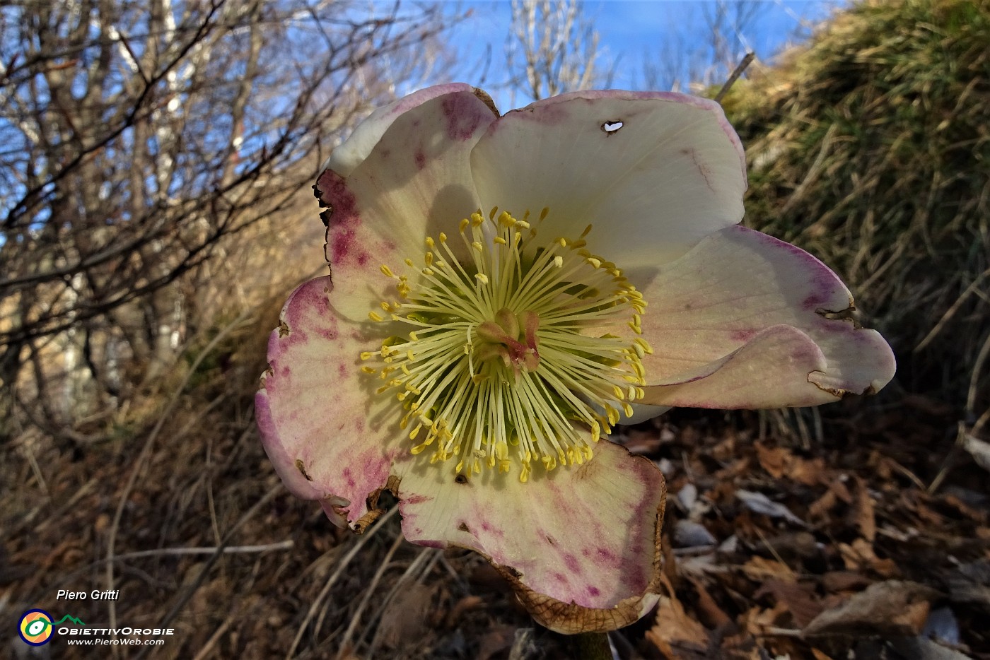 21 Ellebori in fiore.JPG